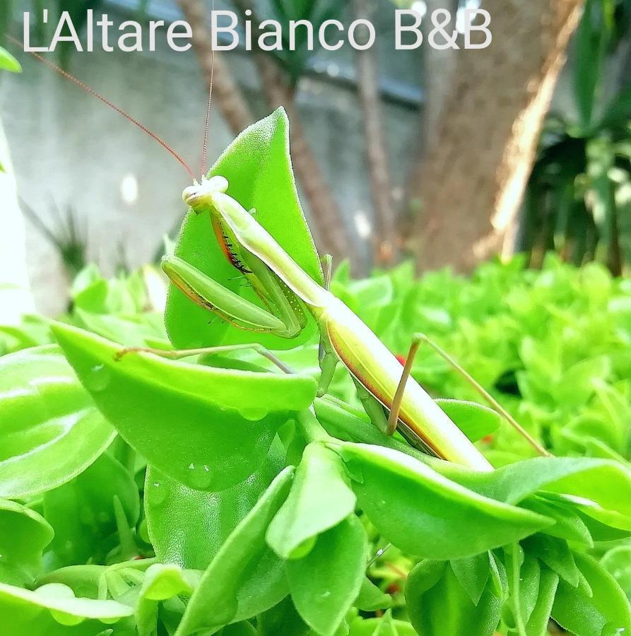 B&B L'Altare Bianco Vieste Eksteriør billede